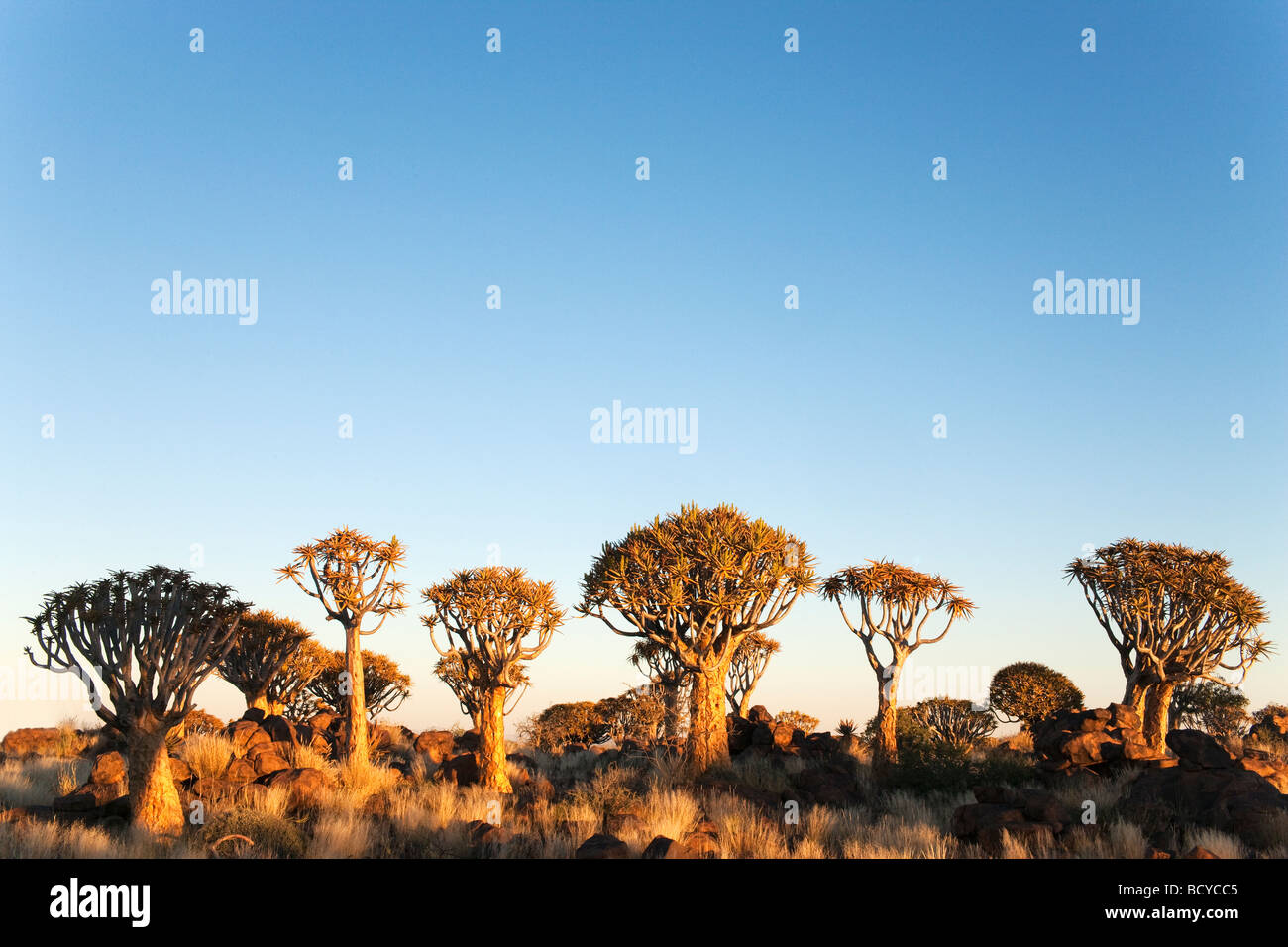 Köcher Bäume Aloe Dichotoma Köcherbaumwald Keetmanshoop Namibia Afrika Stockfoto