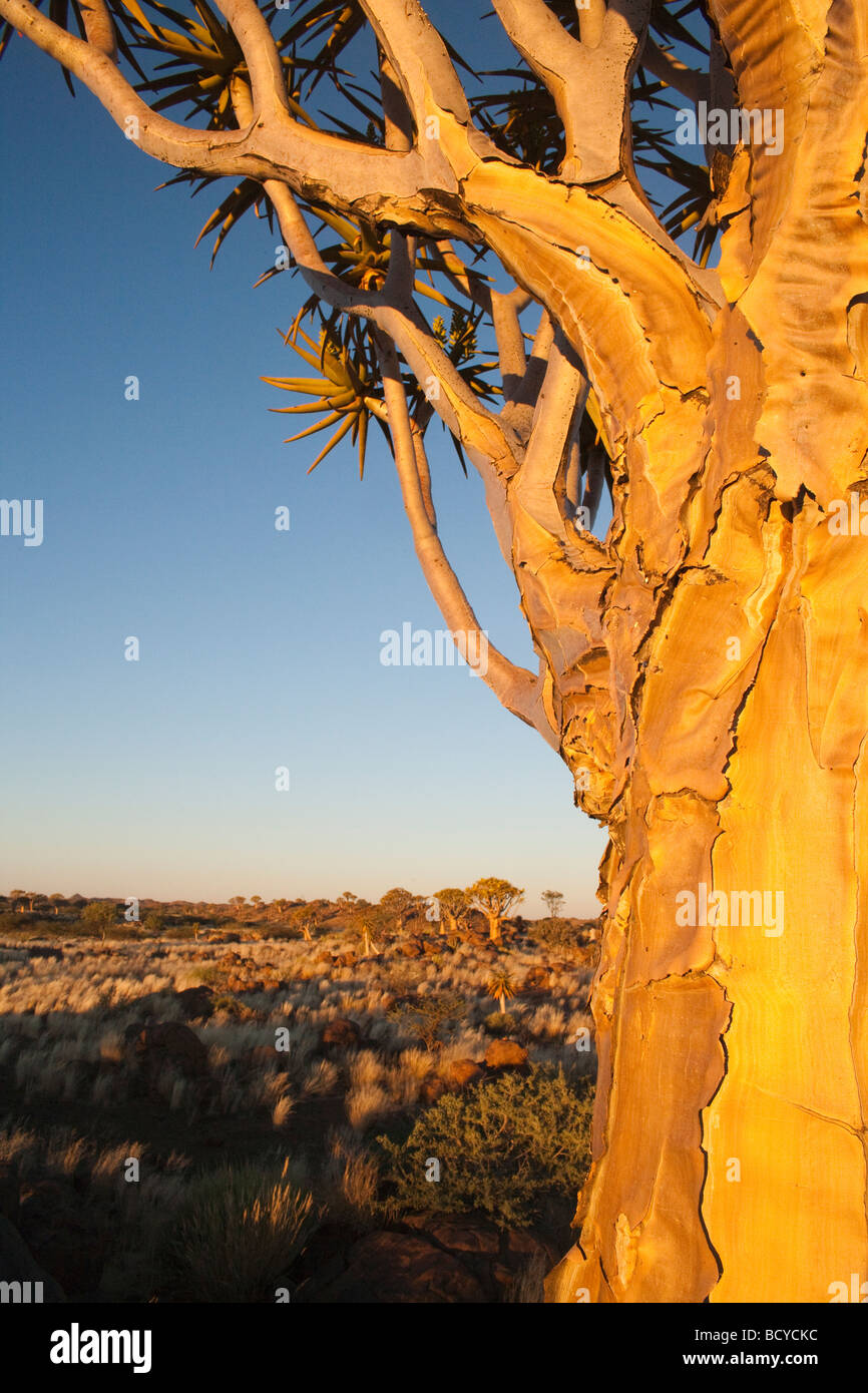 Köcher Baum Aloe Dichotoma Köcherbaumwald Keetmanshoop Namibia Afrika Stockfoto