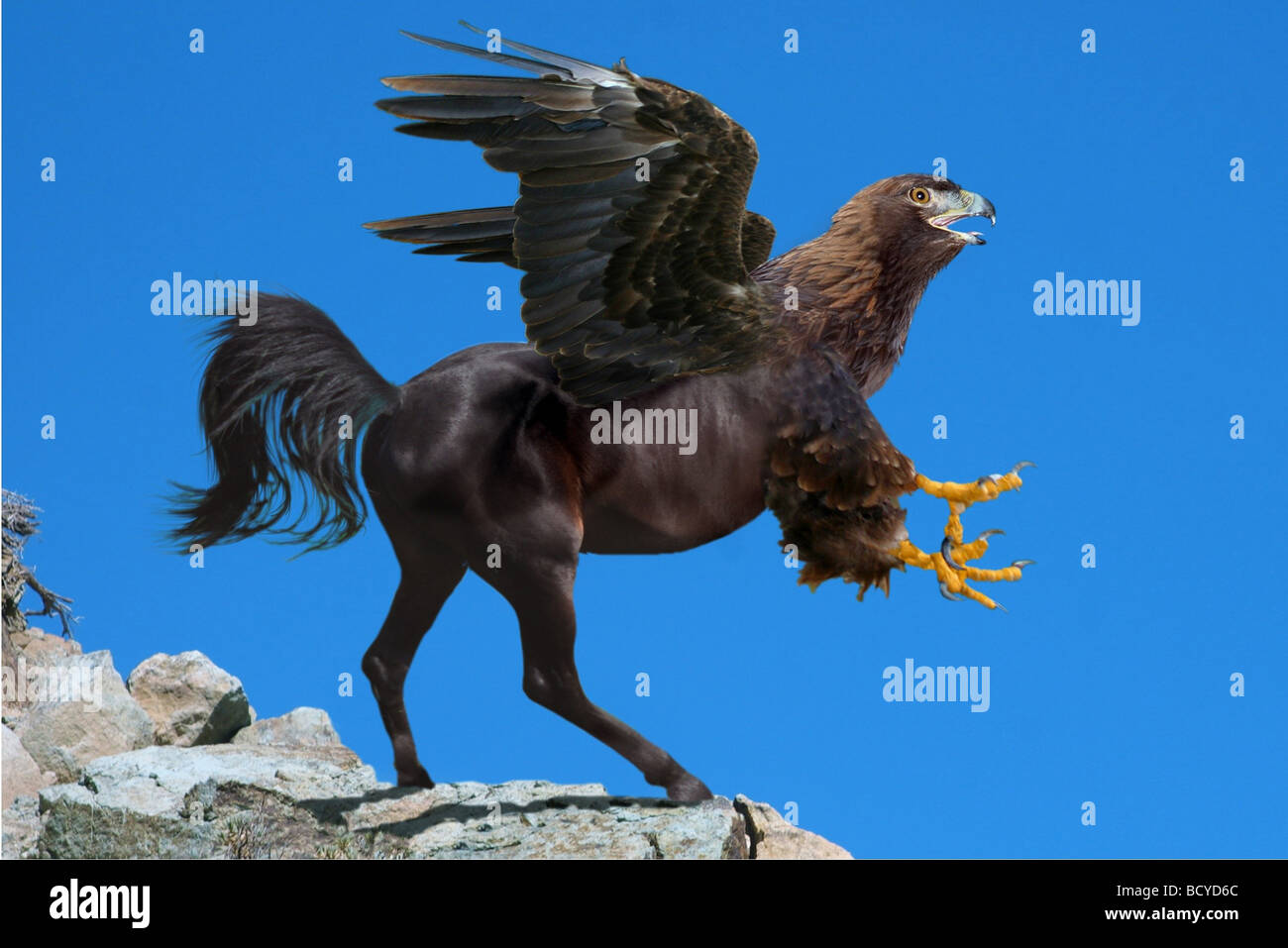 Buckbeak, eine legendäre Kreatur Digital Composing Stockfoto