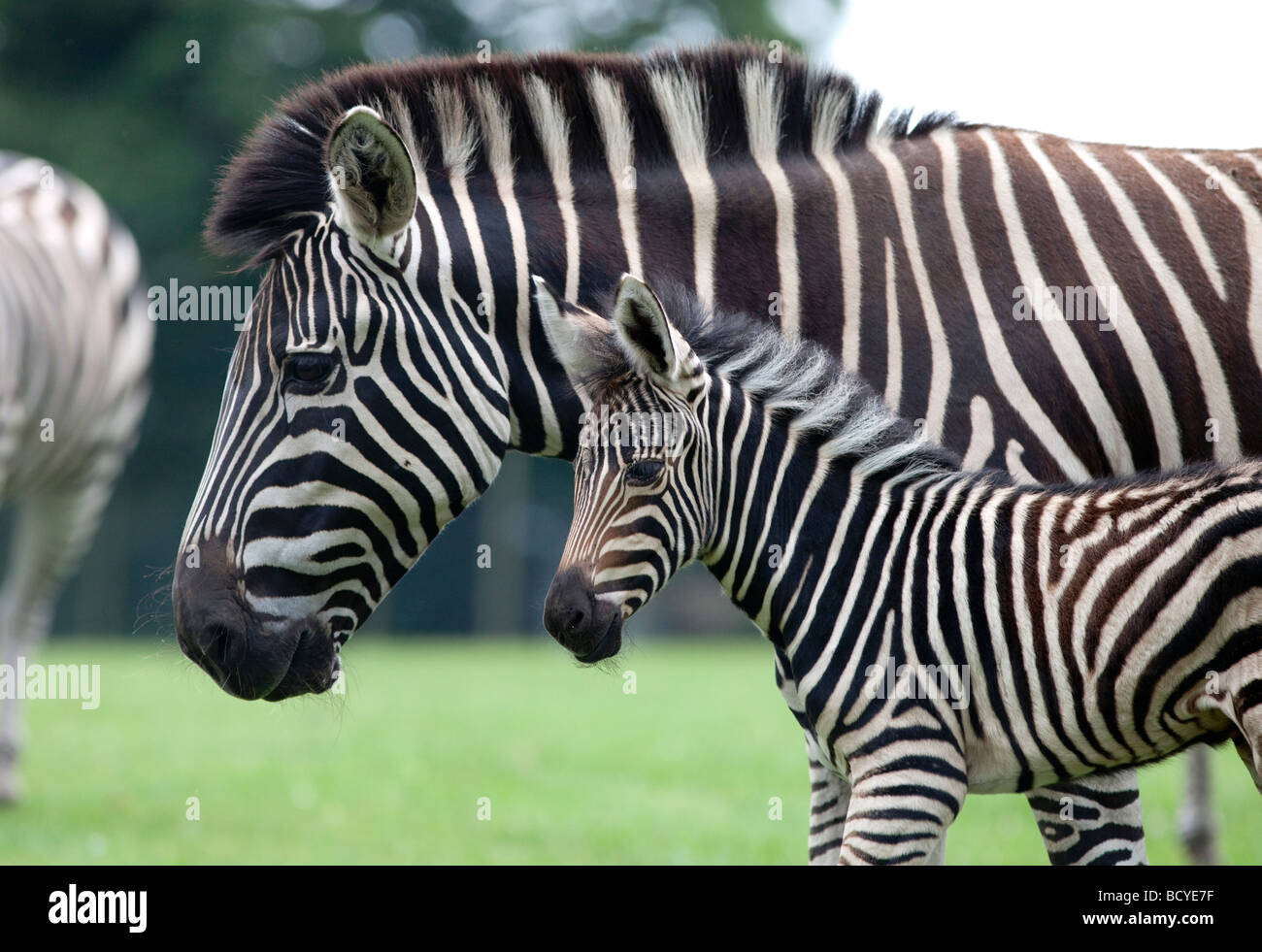 Ein Zebra Fohlen und seine Mutter. Stockfoto