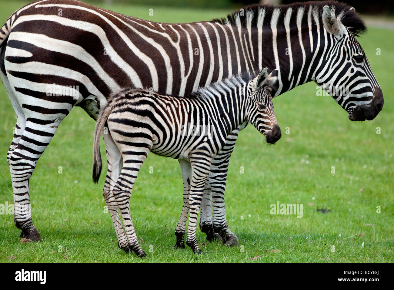 Ein Zebra Fohlen und seine Mutter. Stockfoto