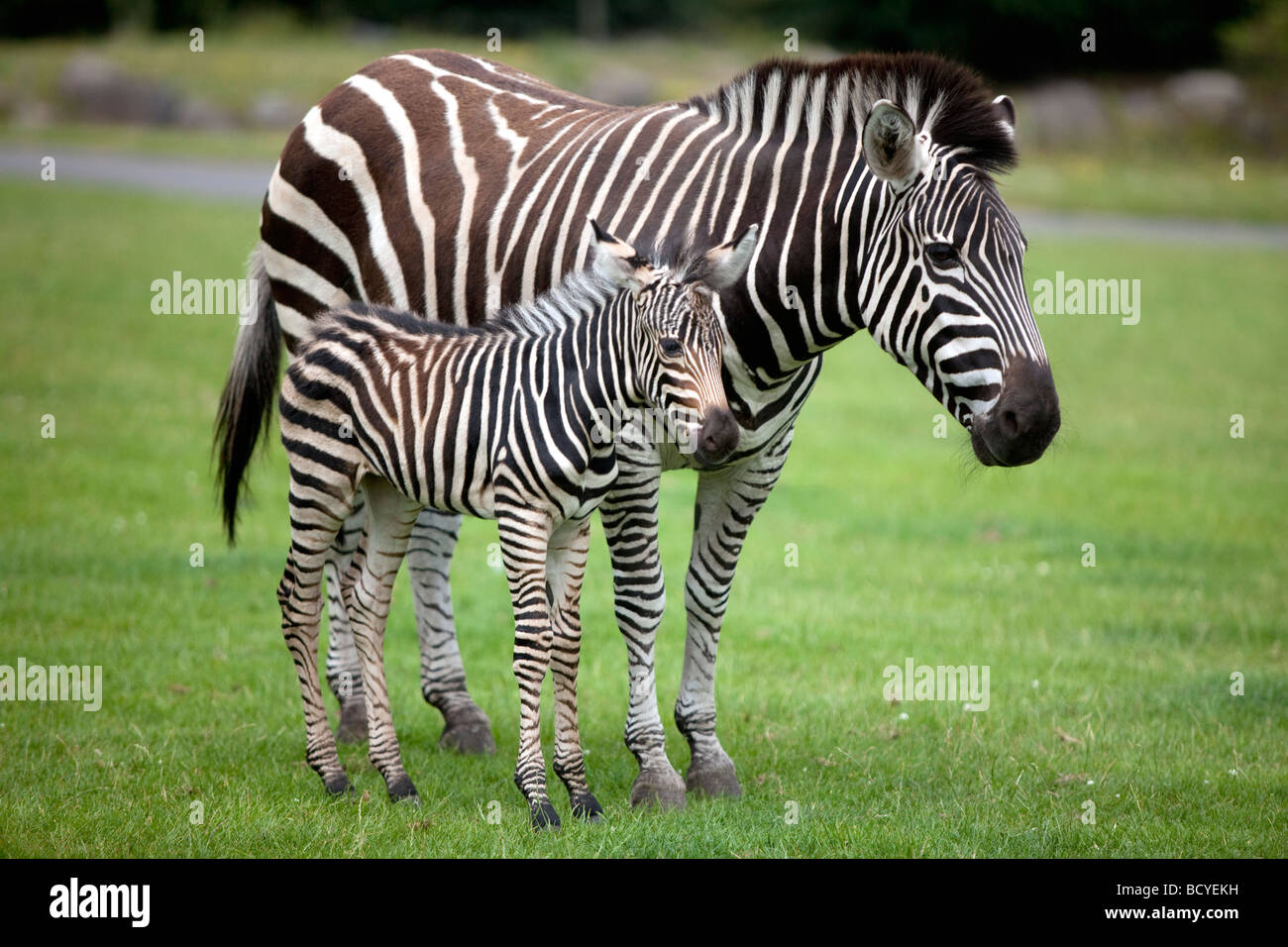 Ein Zebra Fohlen und seine Mutter. Stockfoto