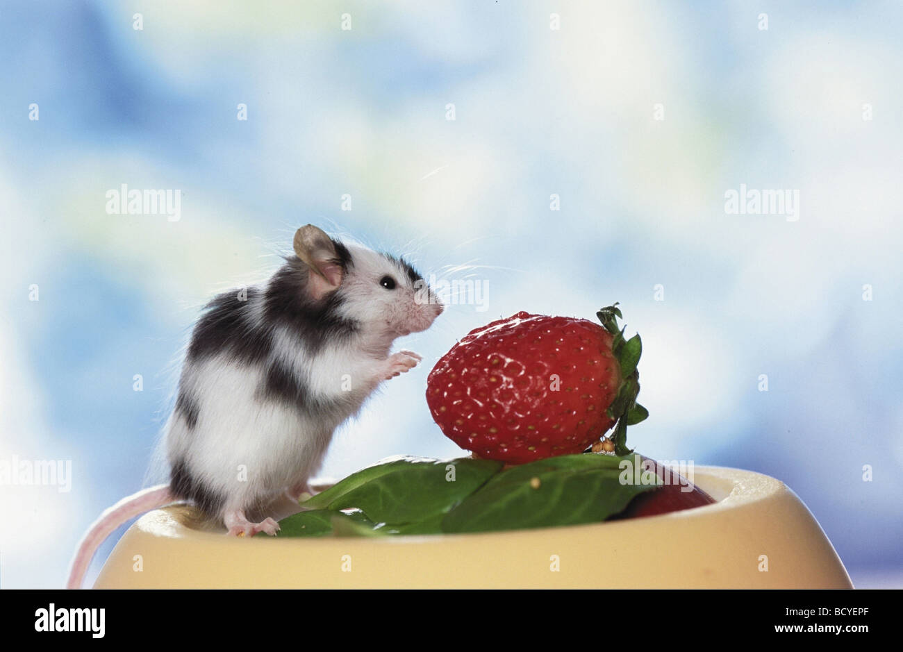 Fancy Maus. Erwachsener mit Erdbeere Stockfotografie - Alamy