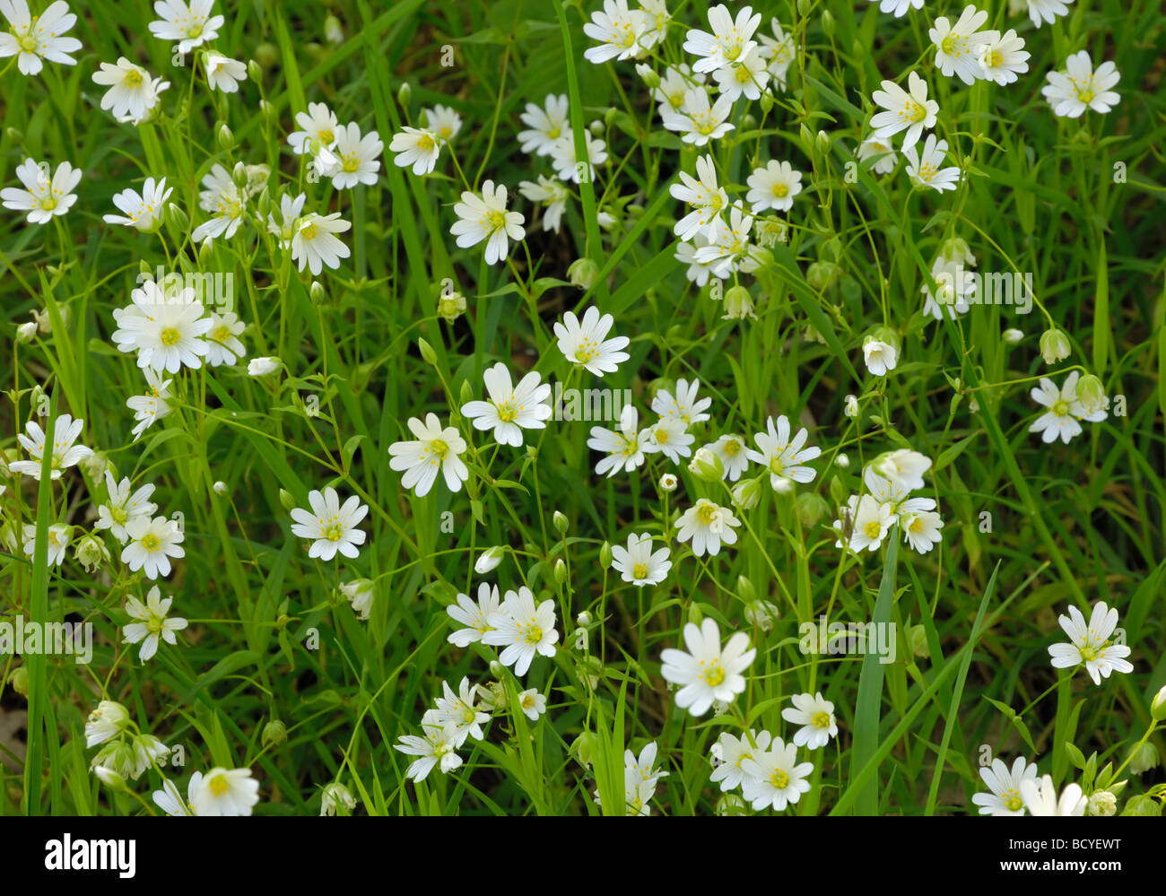 Größere Stitchwort, Stellaria Holostea, Cally Woods, Gatehouse of Fleet, Dumfries & Galloway, Schottland Stockfoto