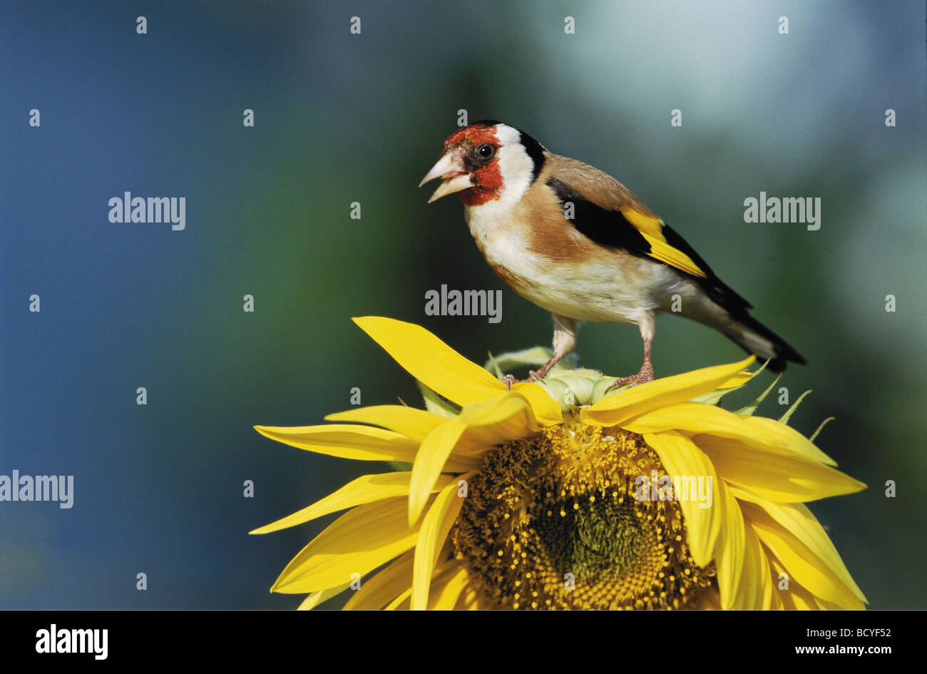 Stieglitz (Zuchtjahr Zuchtjahr) thront auf einer Sonnenblume Stockfoto
