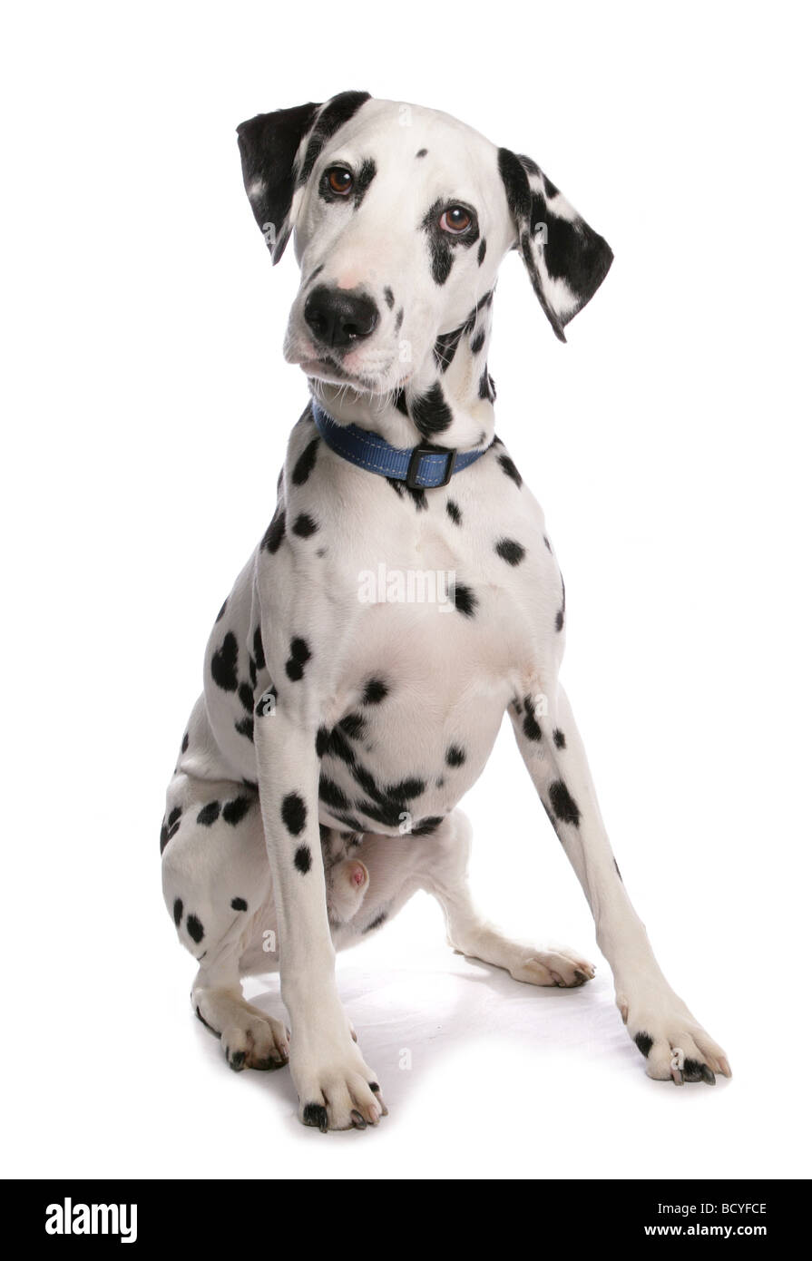 Dalmatiner. Erwachsener Hund sitzen. Studio Bild auf weißem Hintergrund Stockfoto