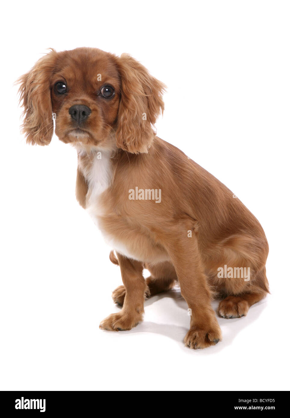Cavalier King Charles Spaniel Hund - Welpe sitzend - Ausschneiden Stockfoto