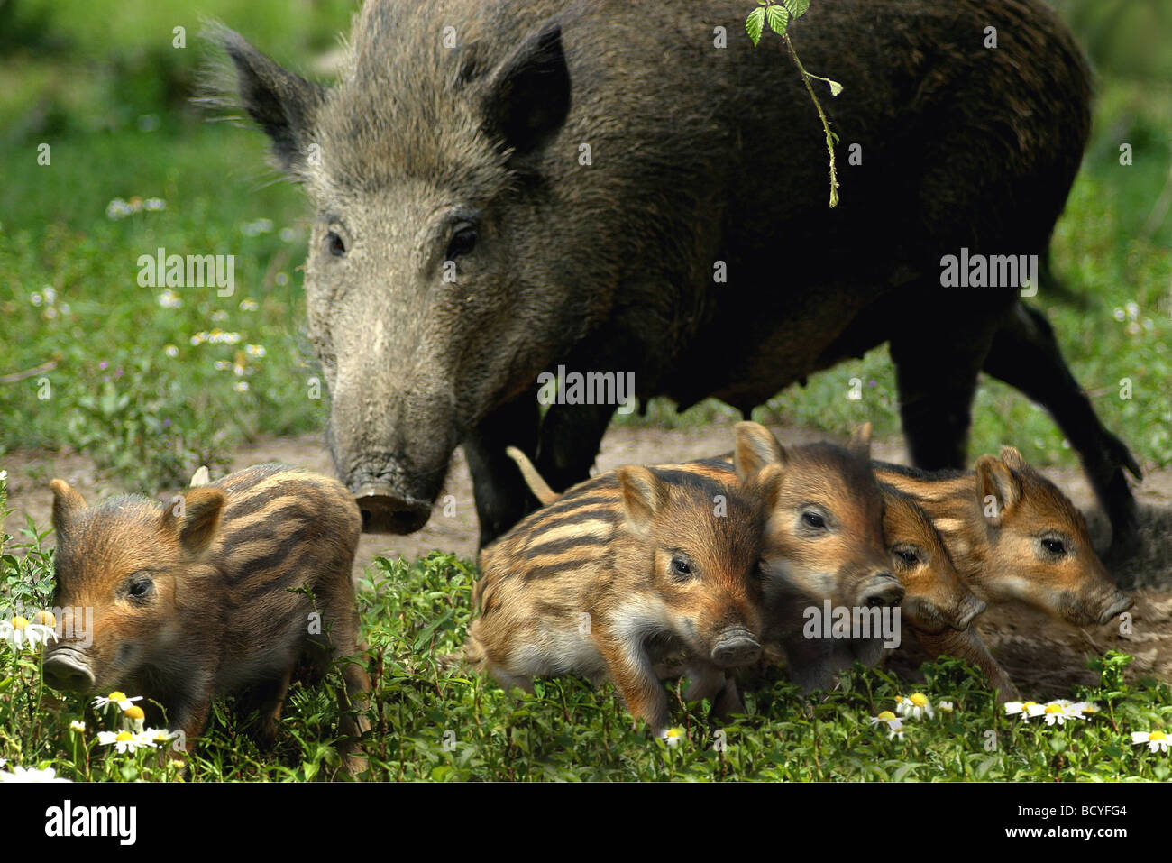 Wildschwein mit 5 shoats Stockfoto