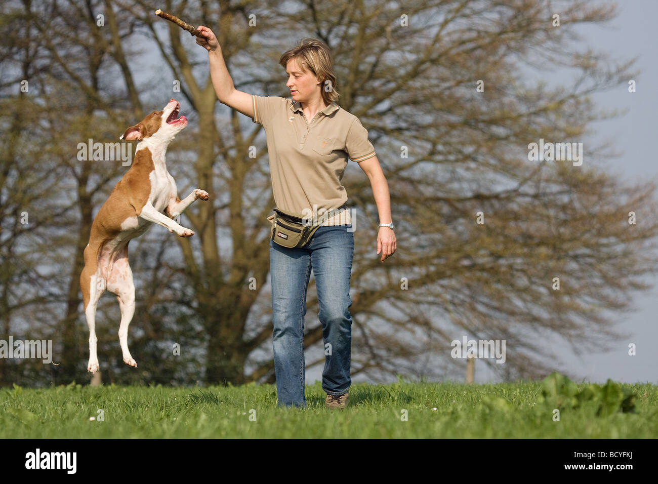 Frau spielt mit einem halben Rasse Hund (Podenco-Pointer) Stockfoto