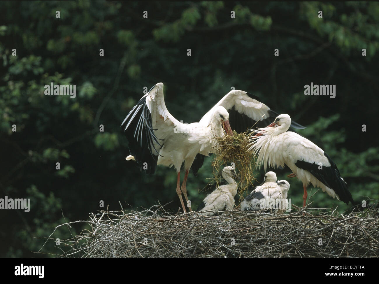 Ciconia Ciconia / Weißstorch Stockfoto