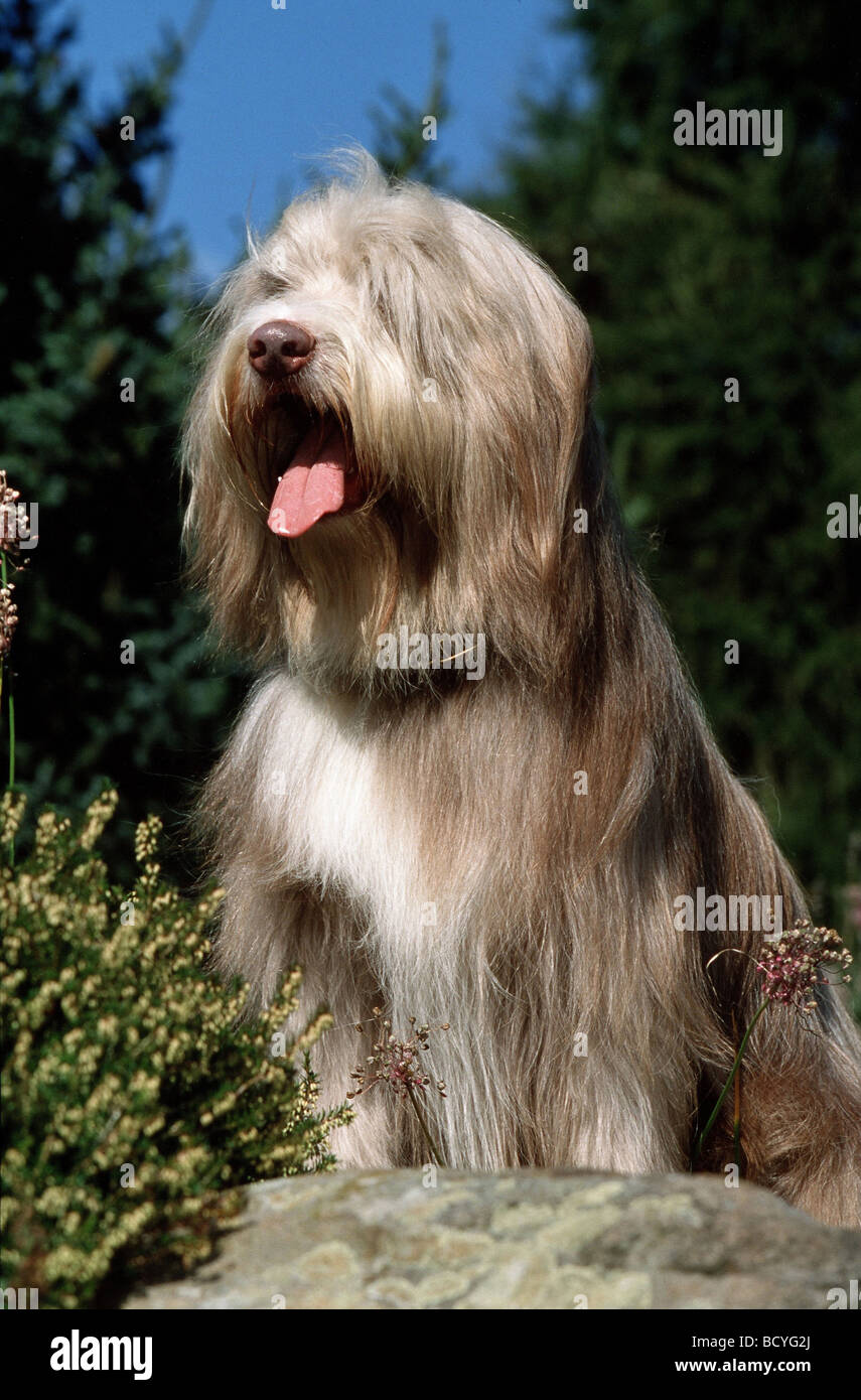 Bearded Collie Stockfoto