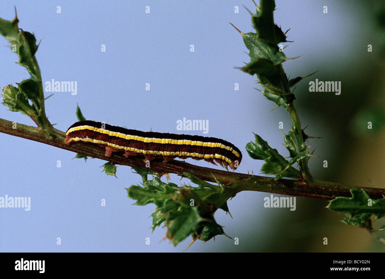 Caterpillar - Besen Motte / Melanchra Pisi Stockfoto