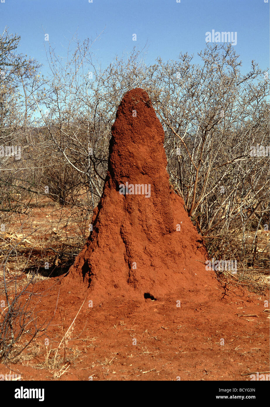 Termite Hügel Stockfoto