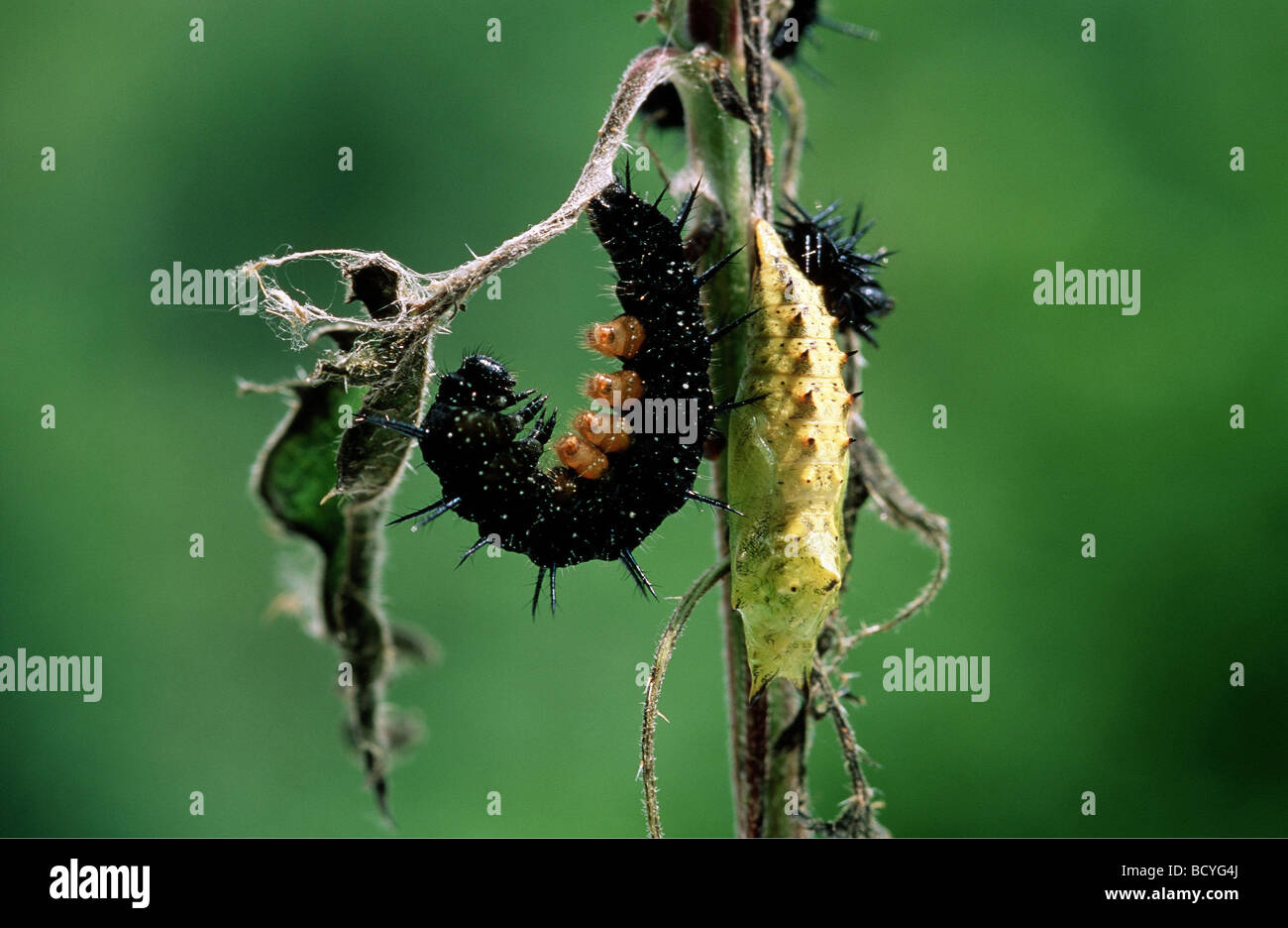 Tagpfauenauge (Nymphalis io). Raupe und Puppe Stockfoto