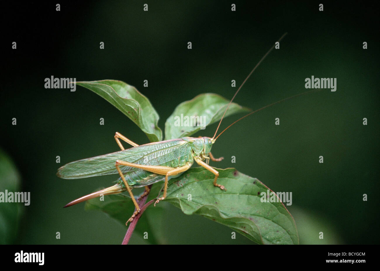 lange - gehörnten Grashopper auf Blatt / Tettigoniidae Stockfoto