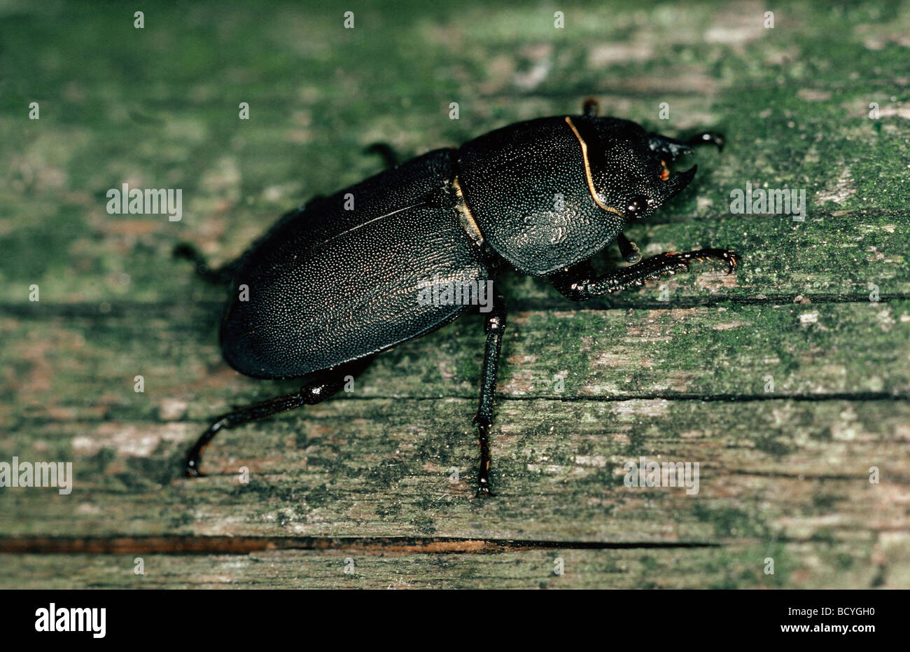 geringerem Hirschkäfer auf Holz / Dorcus Parallelopipedus Stockfoto