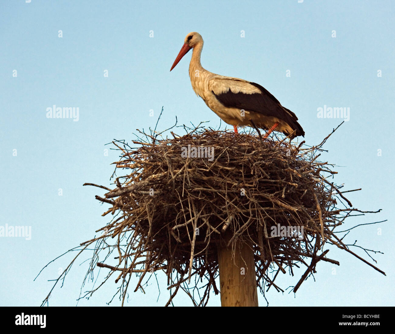 Ciconia Ciconia Weißstörche im Nest Selija Landschaft Lettlands Stockfoto