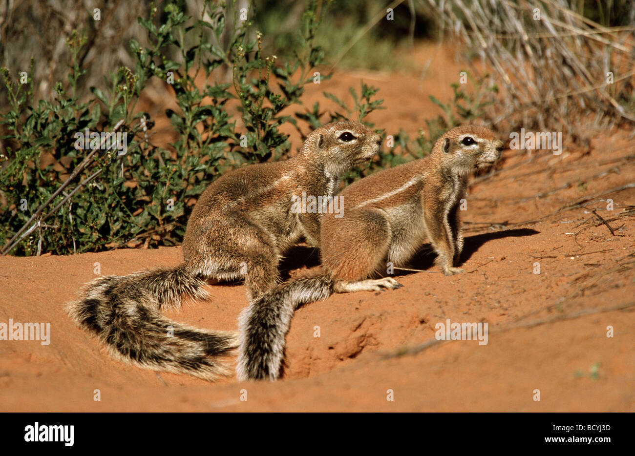 Xerus Rutilus / Ungestreifte Ziesel Stockfoto
