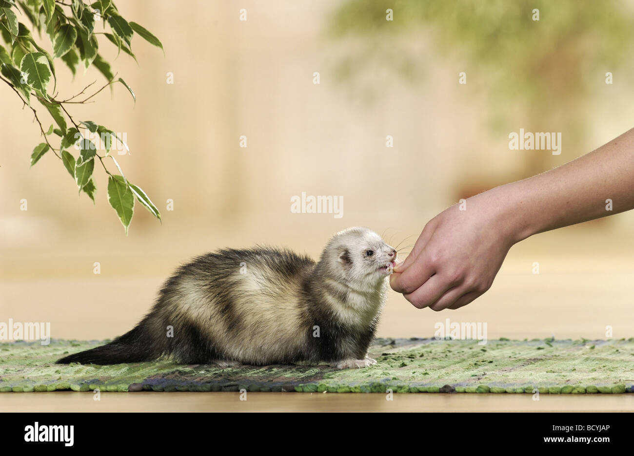 inländische Iltis aus der hand Essen / Mustela Putorius F. Furo Stockfoto