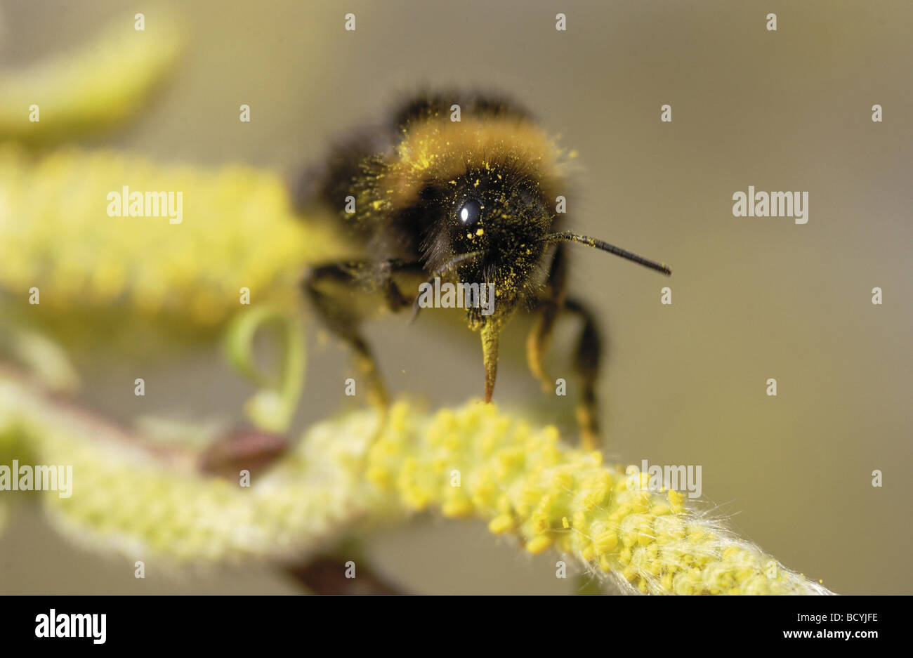 Buff-tailed Hummel / Bombus Terrestris Stockfoto