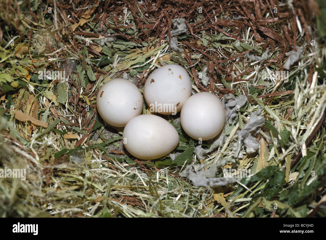 Pfirsich-faced Lovebird (Agapornis Roseicollis), nest mit Eiern Stockfoto