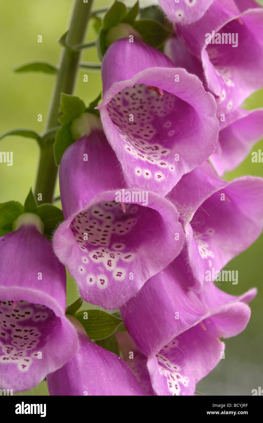 Fingerhut, Digitalis Purpurea, Wildblumen, Flotte Tal, Dumfries & Galloway, Schottland Stockfoto