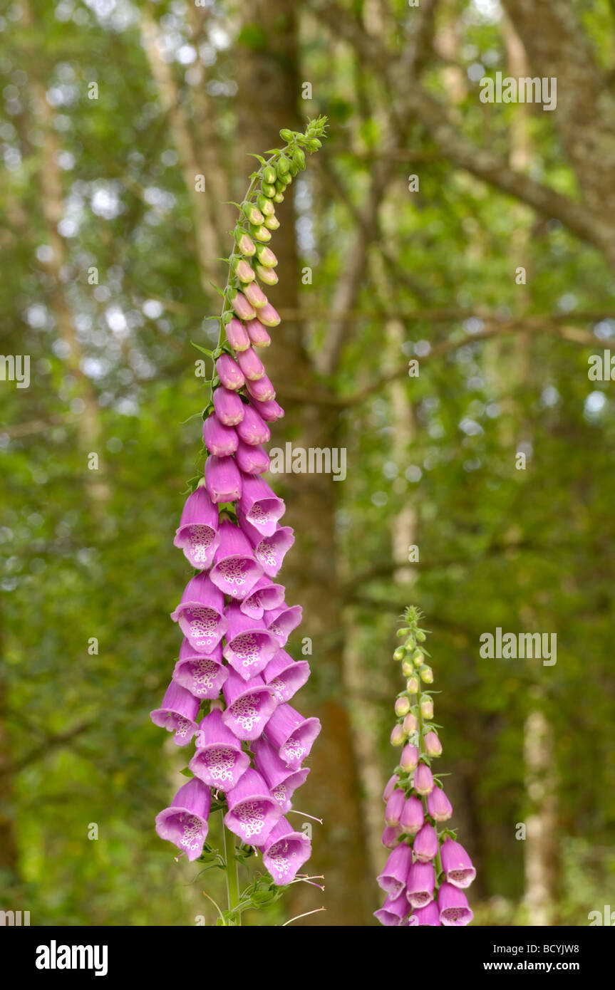 Fingerhut, Digitalis Purpurea, Wildblumen, Flotte Tal, Dumfries & Galloway, Schottland Stockfoto