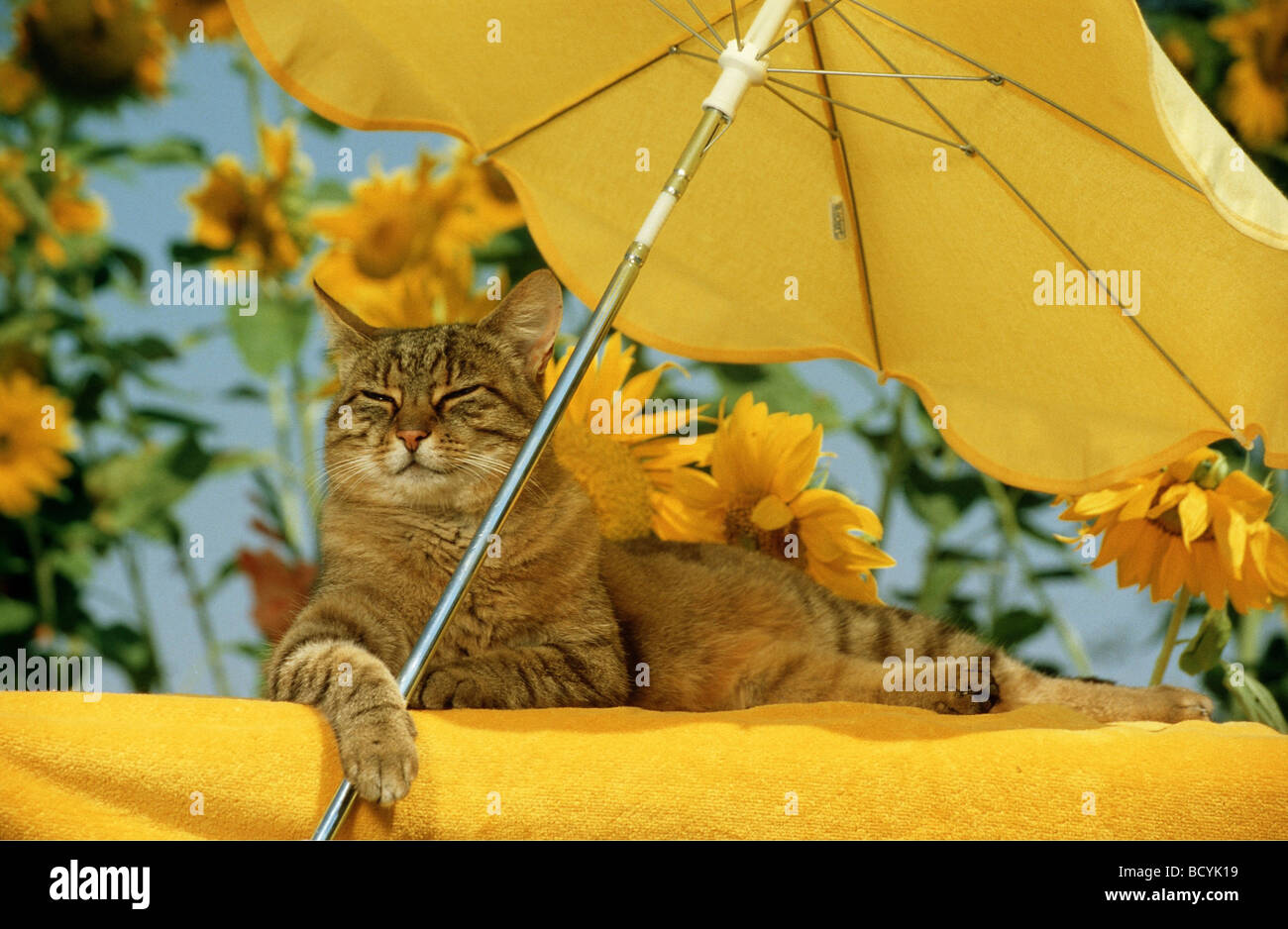 Lustige Tiere: Katze unter Sonnenschirm Sonnenschirm liegen Stockfotografie  - Alamy