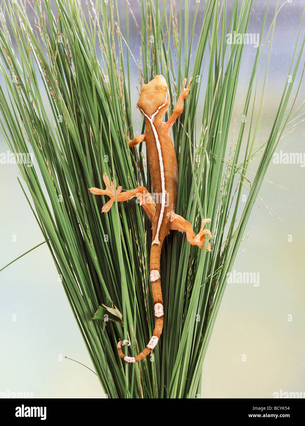 Gecko vittalus Stockfoto
