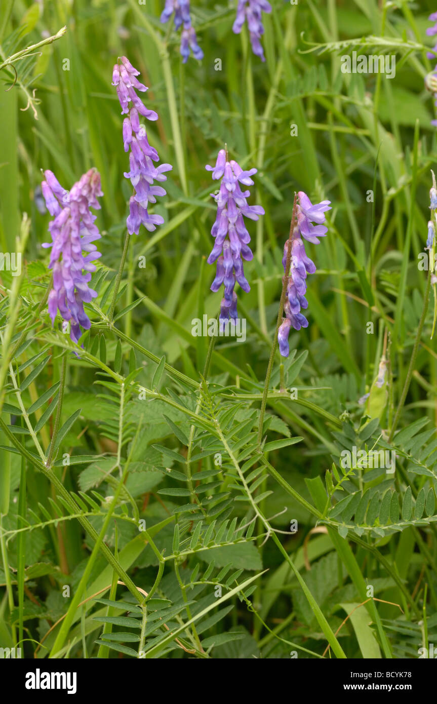 Getuftete Wicke, Vicia Cracca, Wildblumen, Flotte Tal, Dumfries & Galloway, Schottland Stockfoto