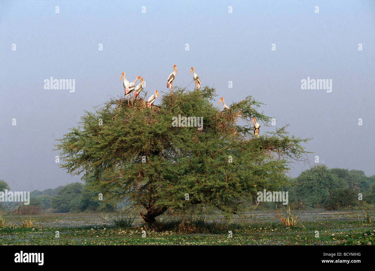 Ibis Leucocephalus / Storch gemalt Stockfoto