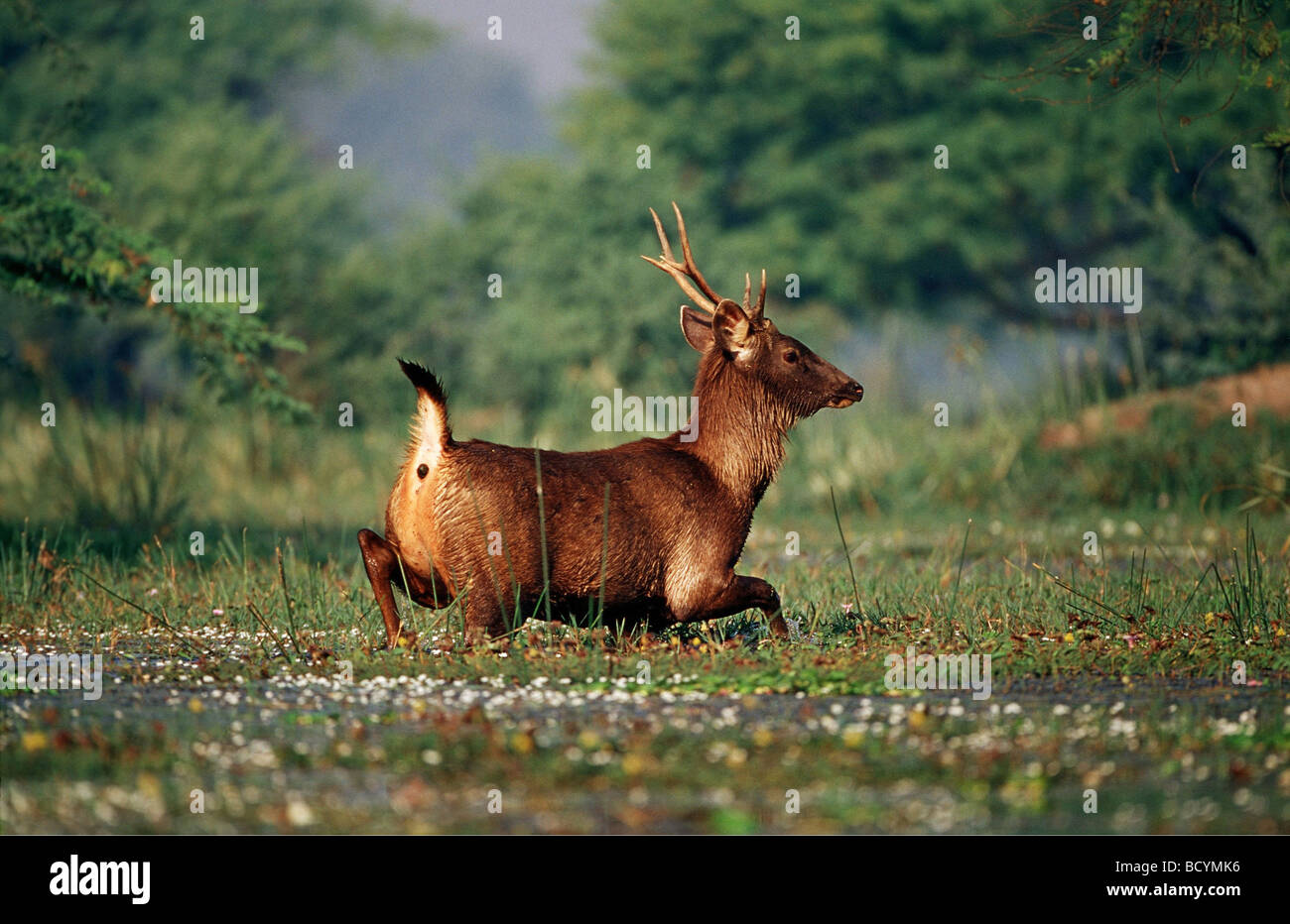 Sambar gehen durch Wasser / Cervus unicolor Stockfoto