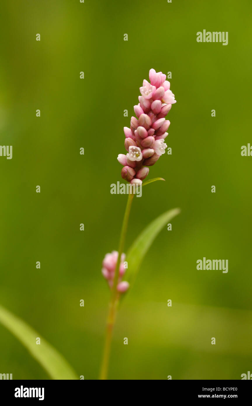 Rotschenkel, Persicaria Maculosa (Polygonum Pericaria), Wildblumen, Flotte Tal, Dumfries & Galloway, Schottland Stockfoto