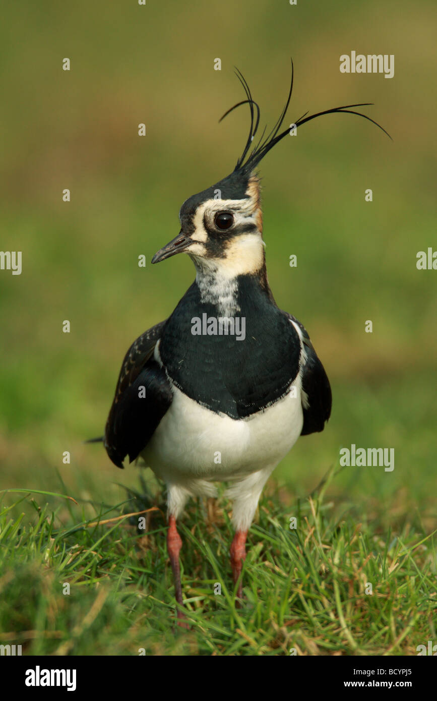 Kiebitz, Vanellus Vanellus, UK. Stockfoto