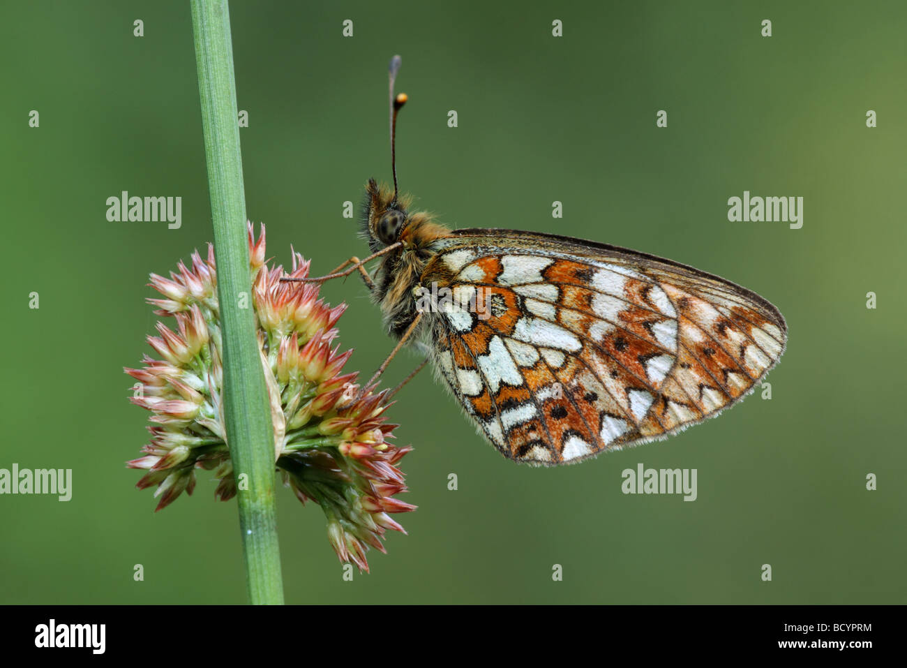 Kleine Perle-umrandeten Fritillary, Boloria Selene, Schlafplatz auf Juncus, UK. Stockfoto