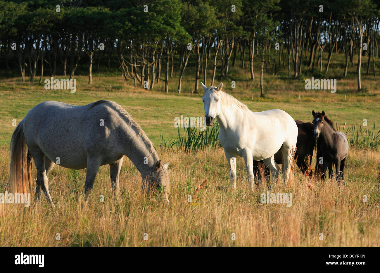 Gruppe von Pferden im Abendlicht Stockfoto