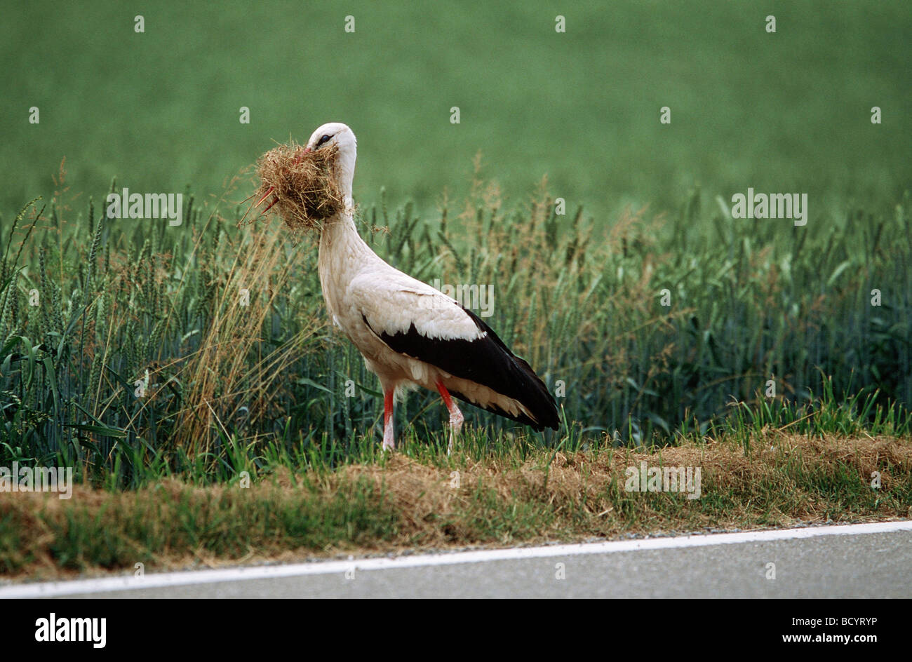 Weißstorch mit Gras im Schnabel / Ciconia Ciconia Stockfoto