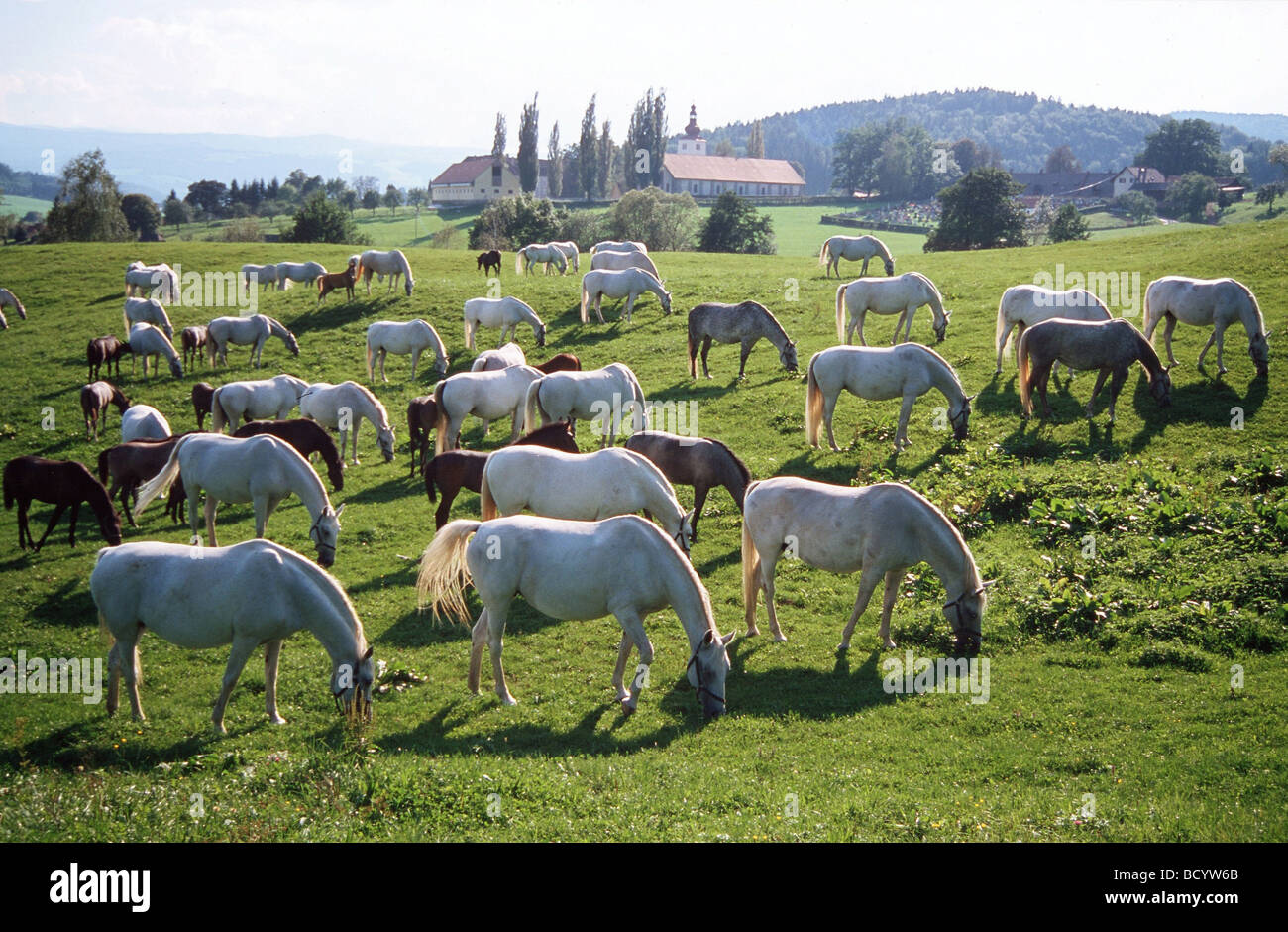 Lippizaner Pferde - Herde mit Stuten und Fohlen Stockfoto