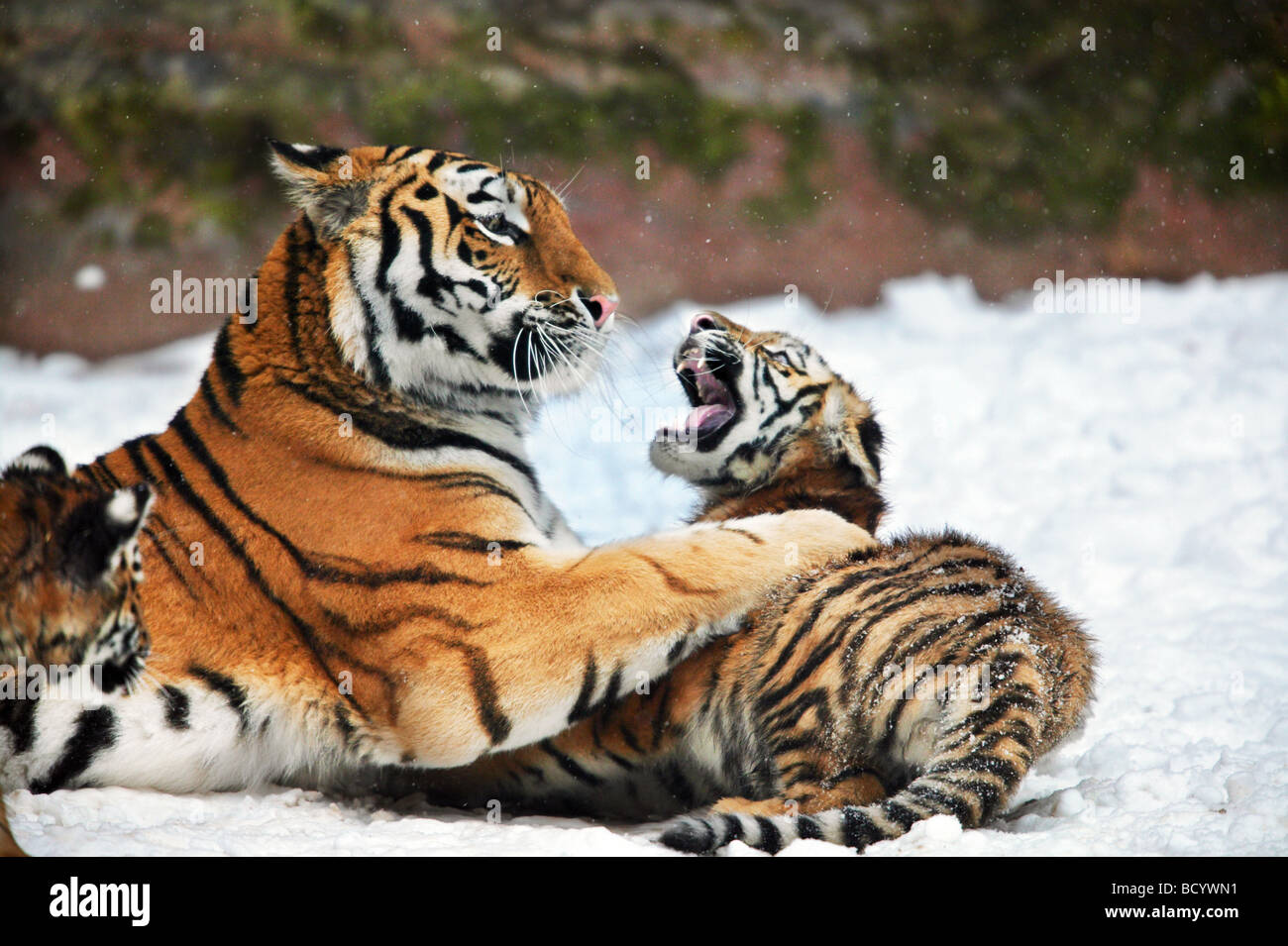 Sibirischer Tiger mit zwei Jungen - spielen im Schnee / Panthera Tigris Stockfoto