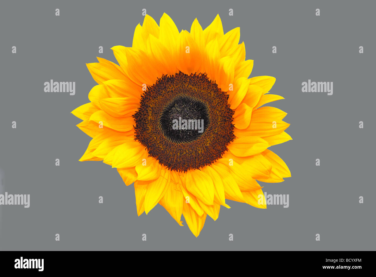 Sonnenblume vor grauem Hintergrund Stockfoto