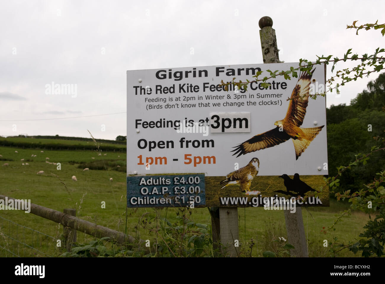 Gigrin Farm Zeichen der Red Kite Feeding Station Powys Wales Stockfoto