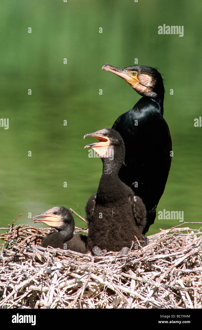 Kormoran mit zwei Jungtauben im Nest / Phalacrocorax Carbo Stockfoto