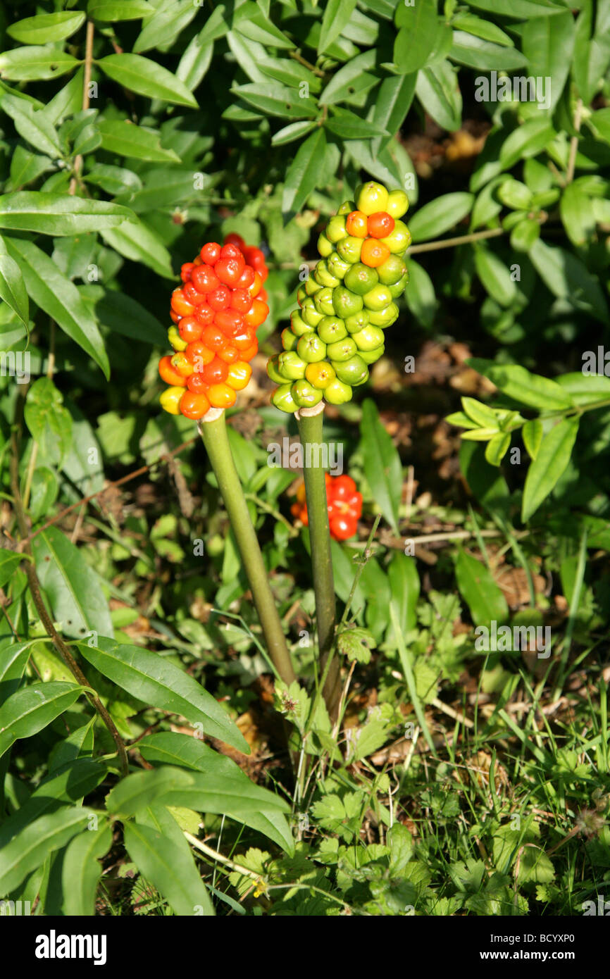 Kuckuck Pint, Arum Maculatum, Aronstabgewächse. Auch bekannt als Lords und Ladies, Kuckuck Drehbolzenanhängevorrichtung und Robin wachen. Stockfoto