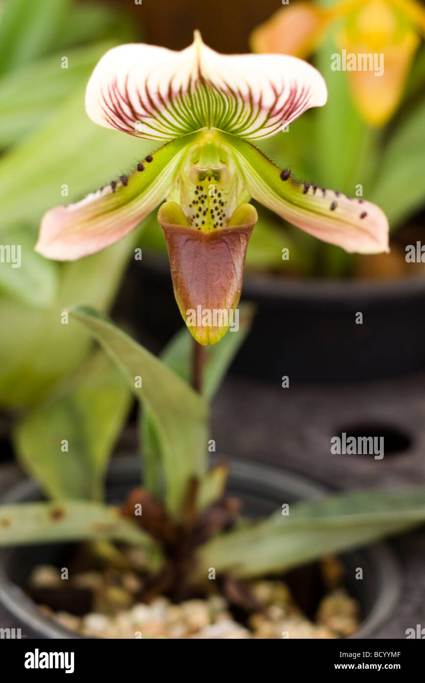 Schöne Orchidee Stockfoto