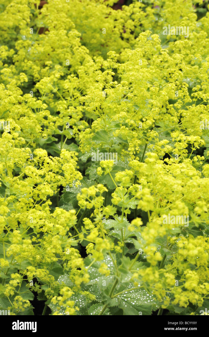 Alchemilla Mollis Frauenmantel im Frühjahr Stockfoto