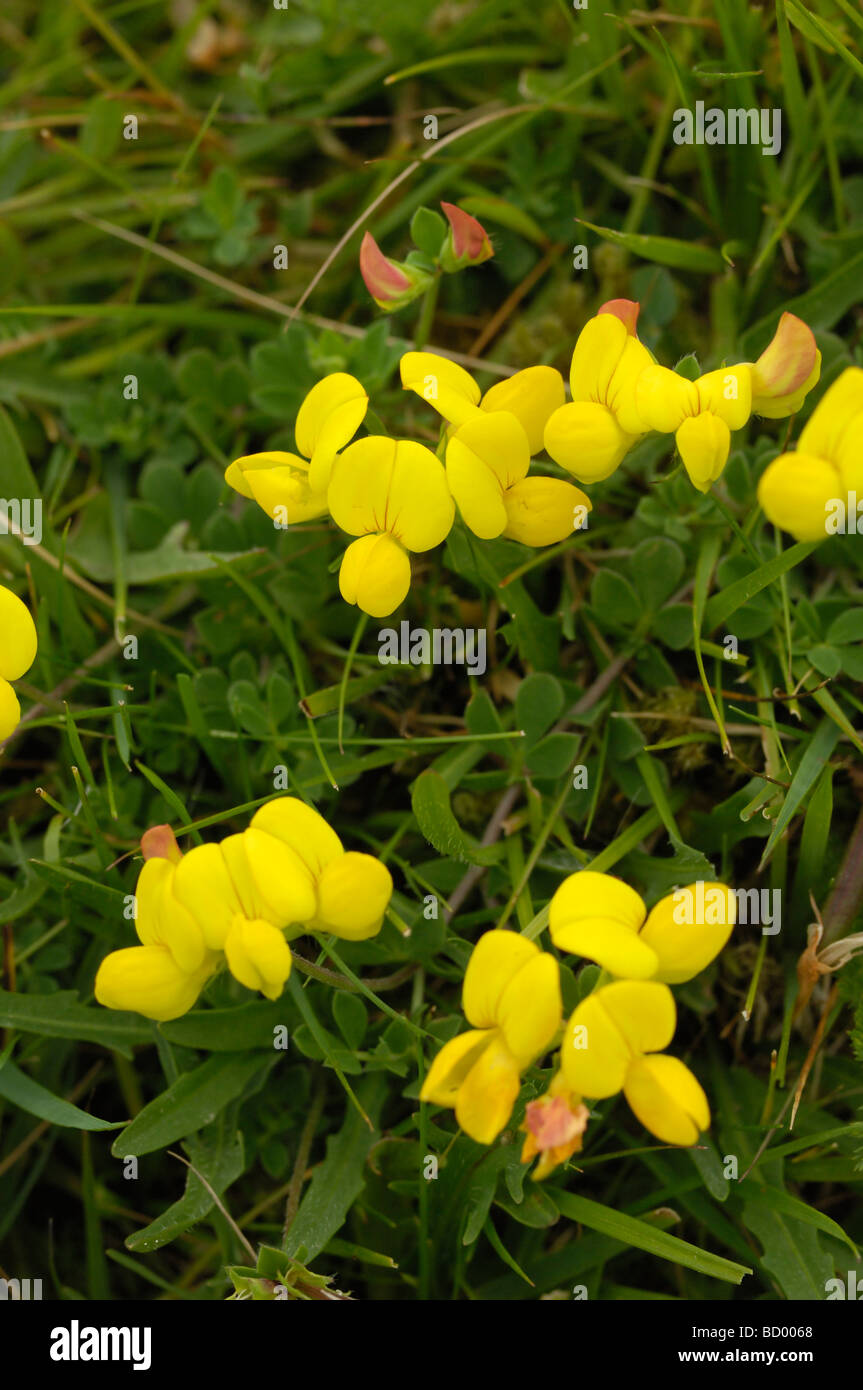 Gemeinsamen Vogels-Fuß-Kleeblatt, Lotus Corniculatus, Wildblumen, Flotte Tal, Dumfries & Galloway, Schottland Stockfoto