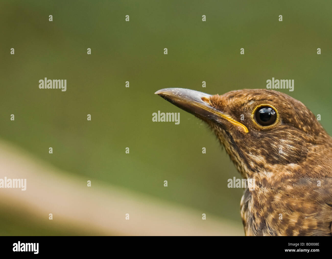 Blackbird "Turdus Marula" auf Ast. Stockfoto