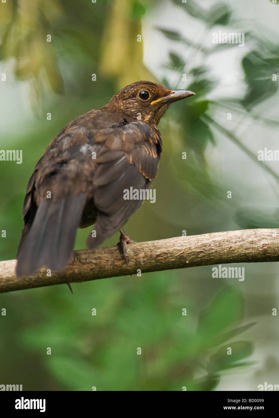 Blackbird "Turdus Marula" auf Ast. Stockfoto