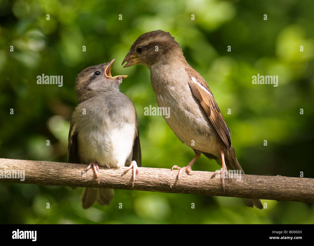Junge Haussperling Passer Domesticus von der übergeordneten Vogel auf einem Ast gefüttert. Stockfoto