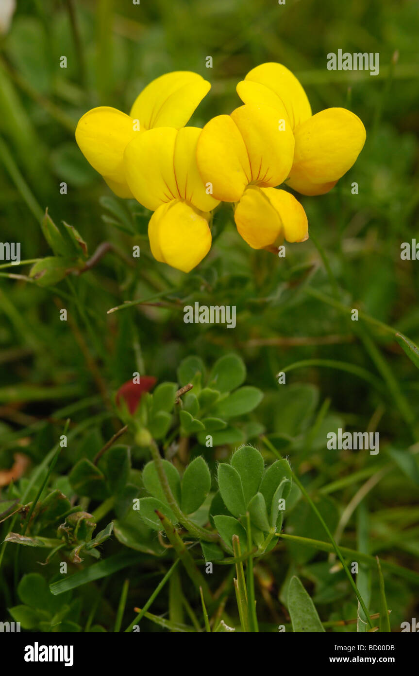 Gemeinsamen Vogels-Fuß-Kleeblatt, Lotus Corniculatus, Wildblumen, Flotte Tal, Dumfries & Galloway, Schottland Stockfoto